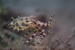 Blue-ringed octopus on sea grass by Arno Enzo 